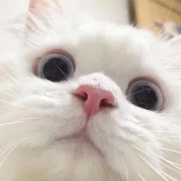 小撒